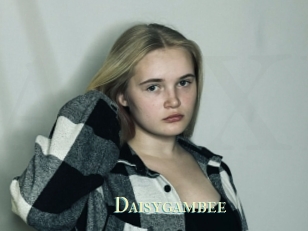 Daisygambee